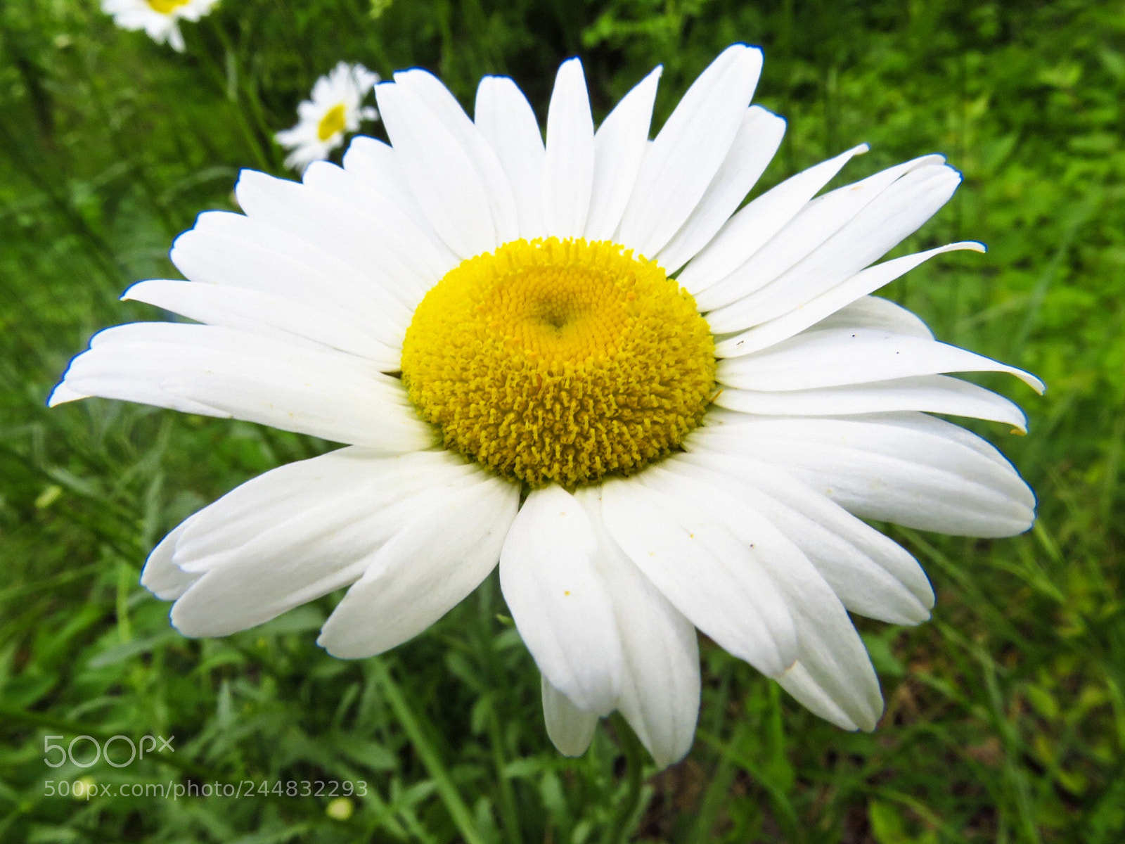 Canon PowerShot SX540 HS sample photo. Flowers photography