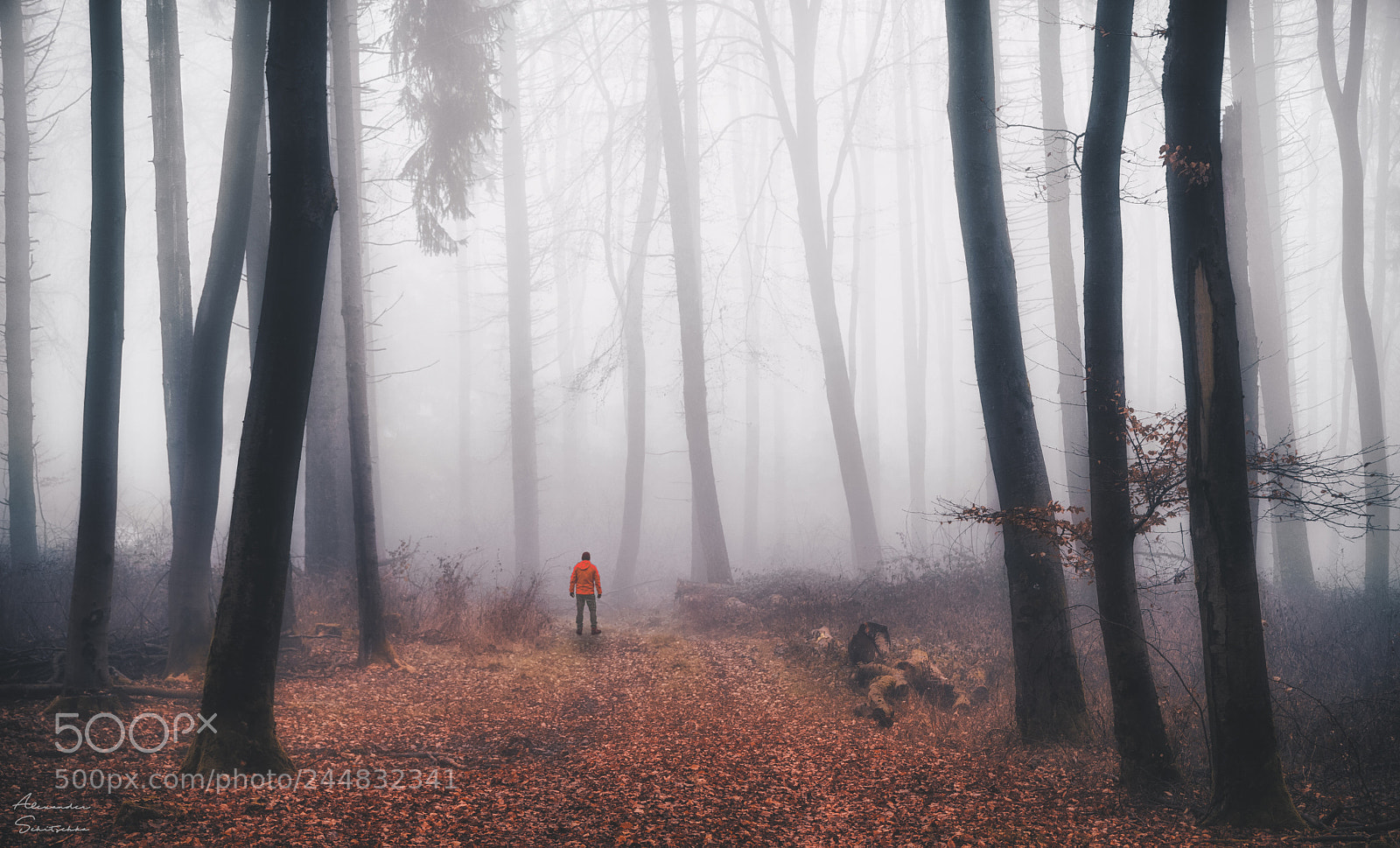 Sony a7 sample photo. Hiker in the woods photography