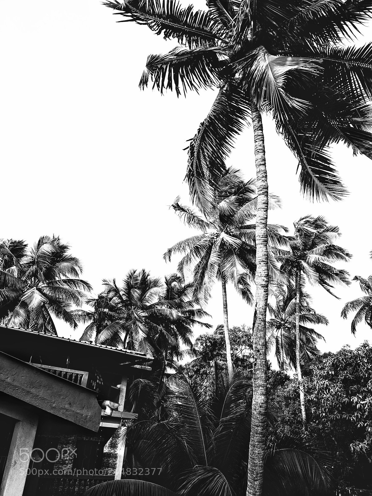 Google Pixel 2 XL sample photo. Coconut trees photography