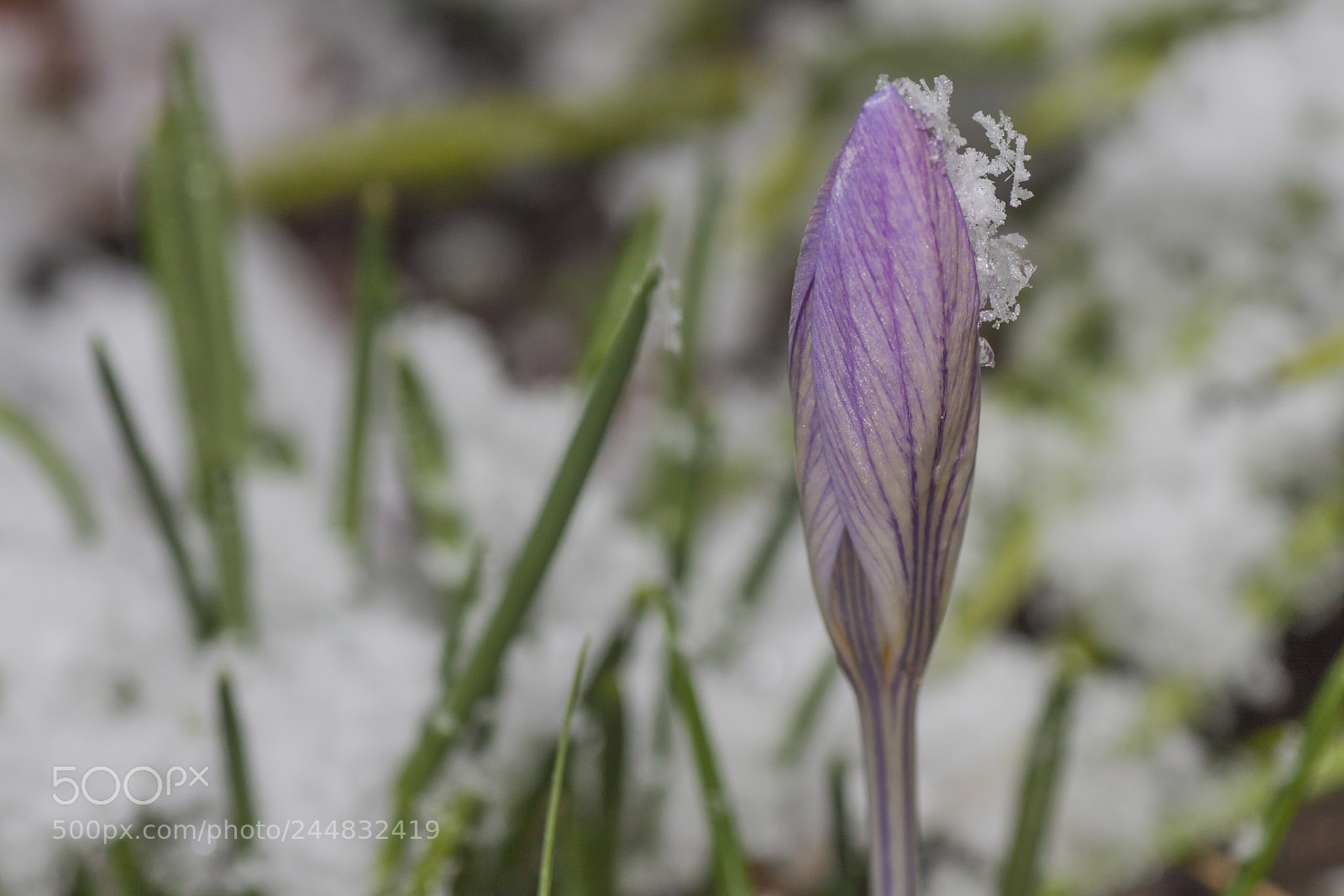 Canon EOS 50D sample photo. Early riser photography