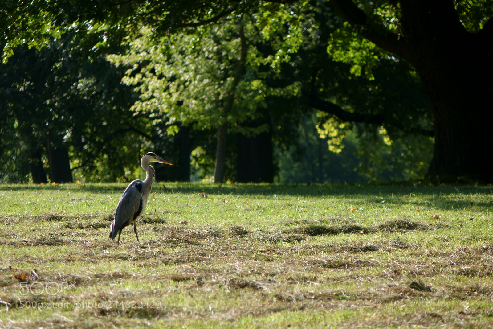 Sony Cyber-shot DSC-RX10 II sample photo. Heron on a walk photography