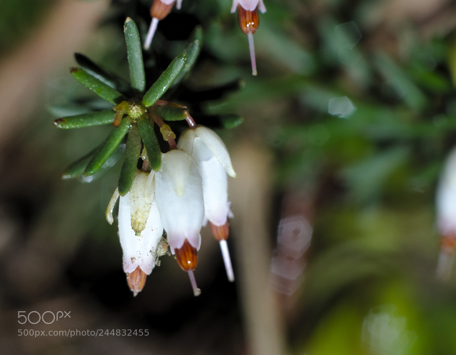 Canon EOS 7D + Canon EF 50mm F1.8 II sample photo. A little heather photography