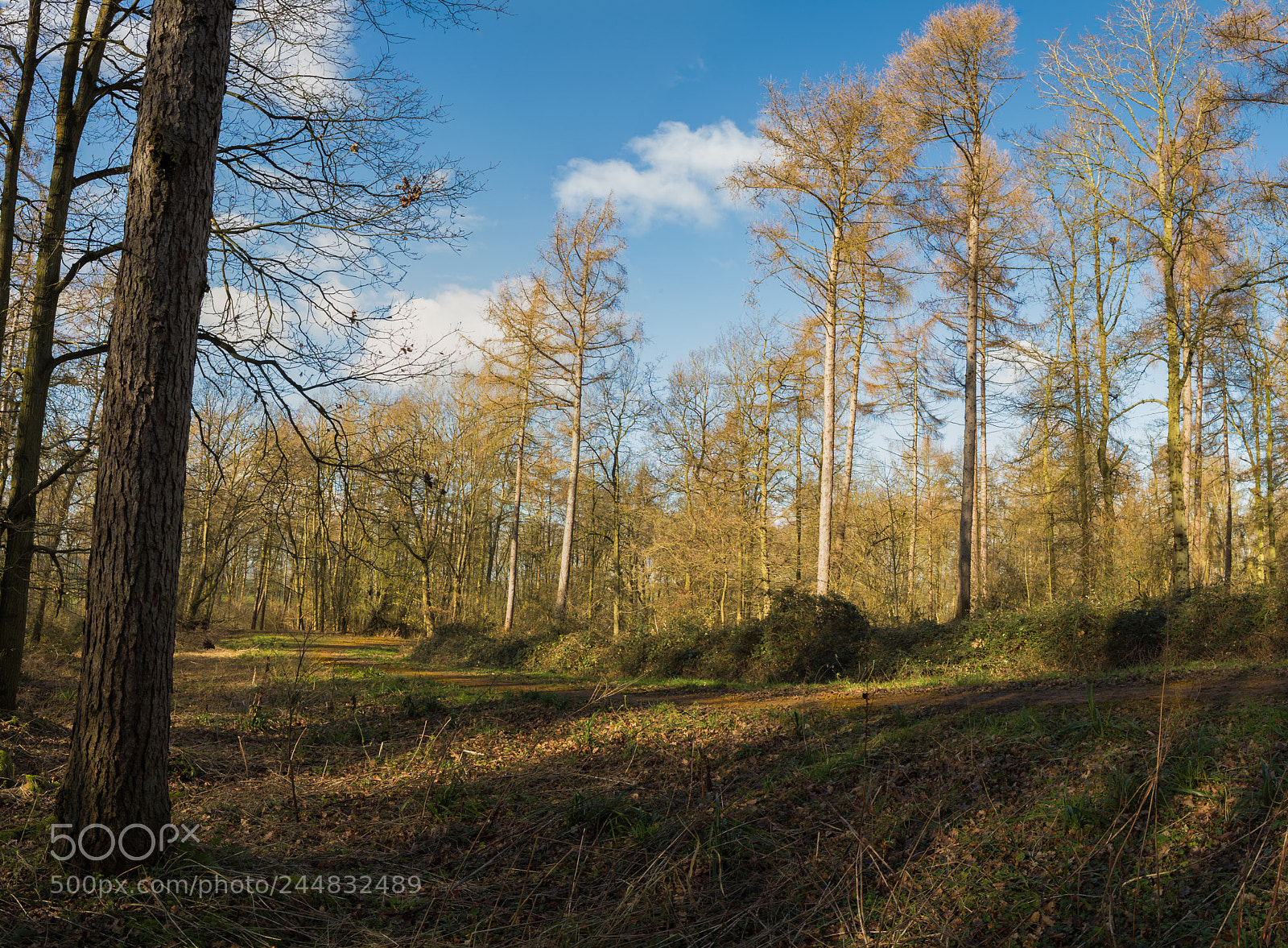 Canon EOS-1D X Mark II sample photo. Badford clumps photography