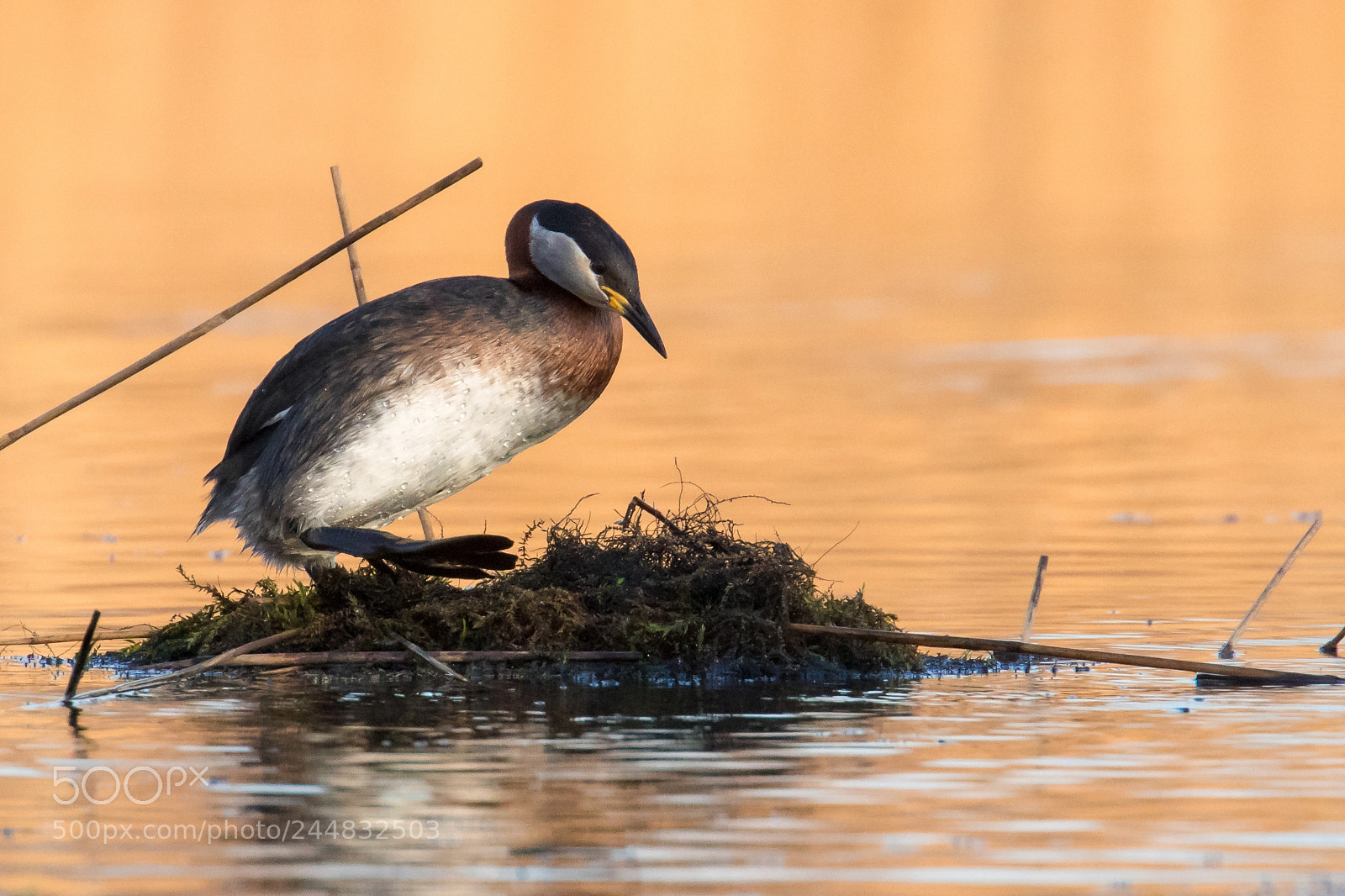 Canon EOS 7D Mark II sample photo. Red-necked grebe (podiceps grisegena) photography