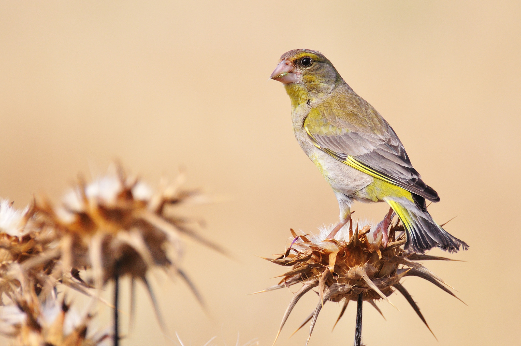 Nikon D90 sample photo. Female greenfinch photography