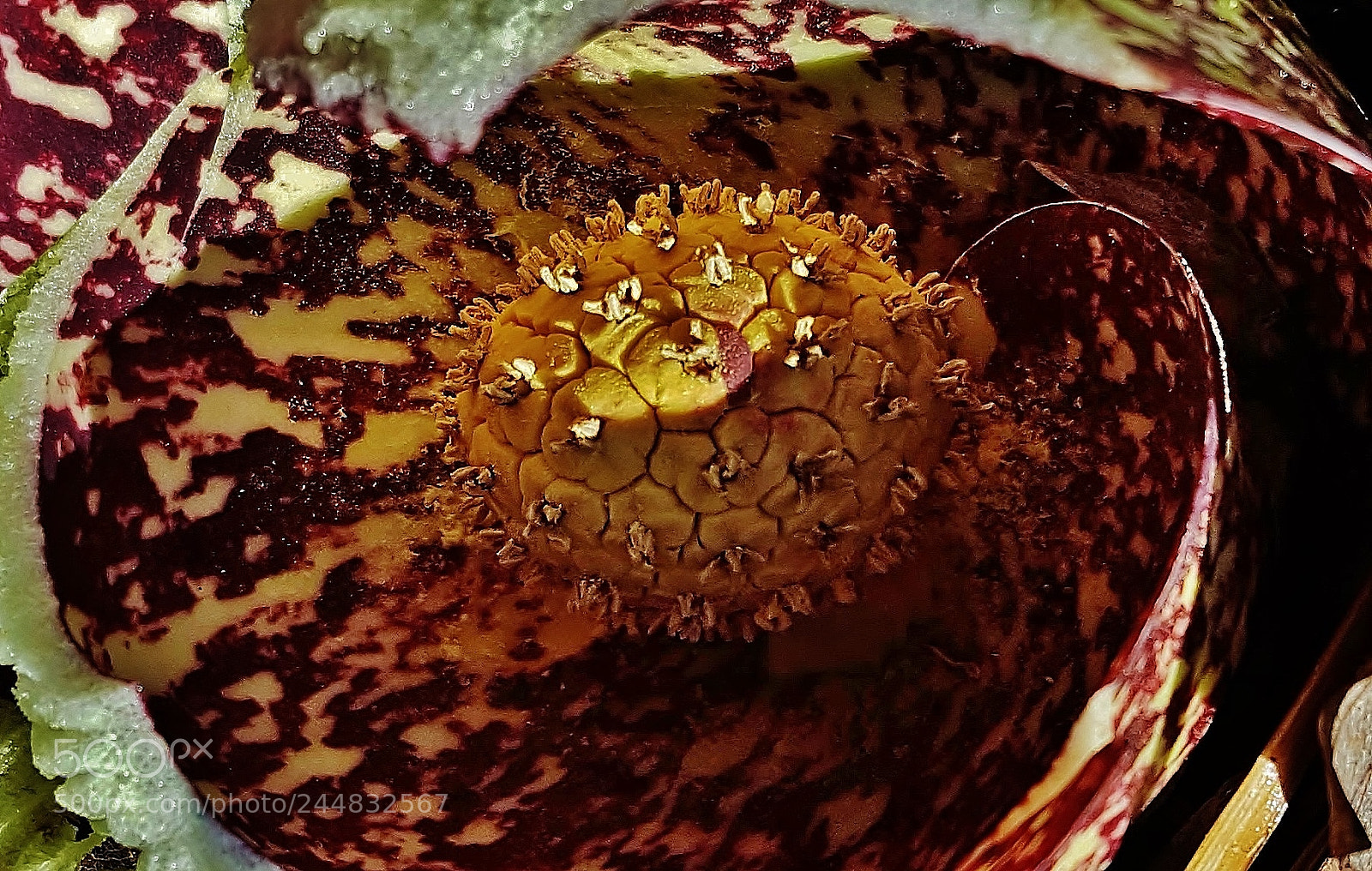 Samsung Galaxy S6 sample photo. Eastern skunk cabbage photography