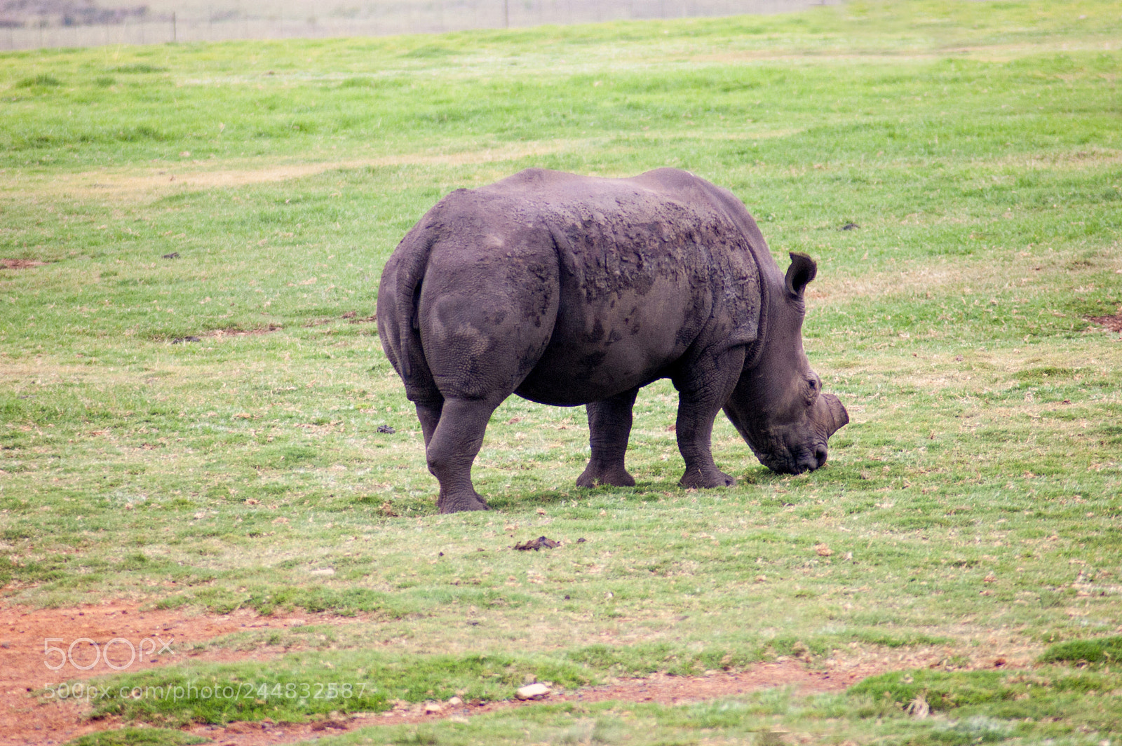 Nikon D40 sample photo. A little rhino grazing photography