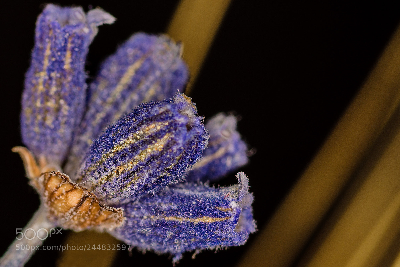 Nikon D7200 sample photo. Purple dreams ii photography