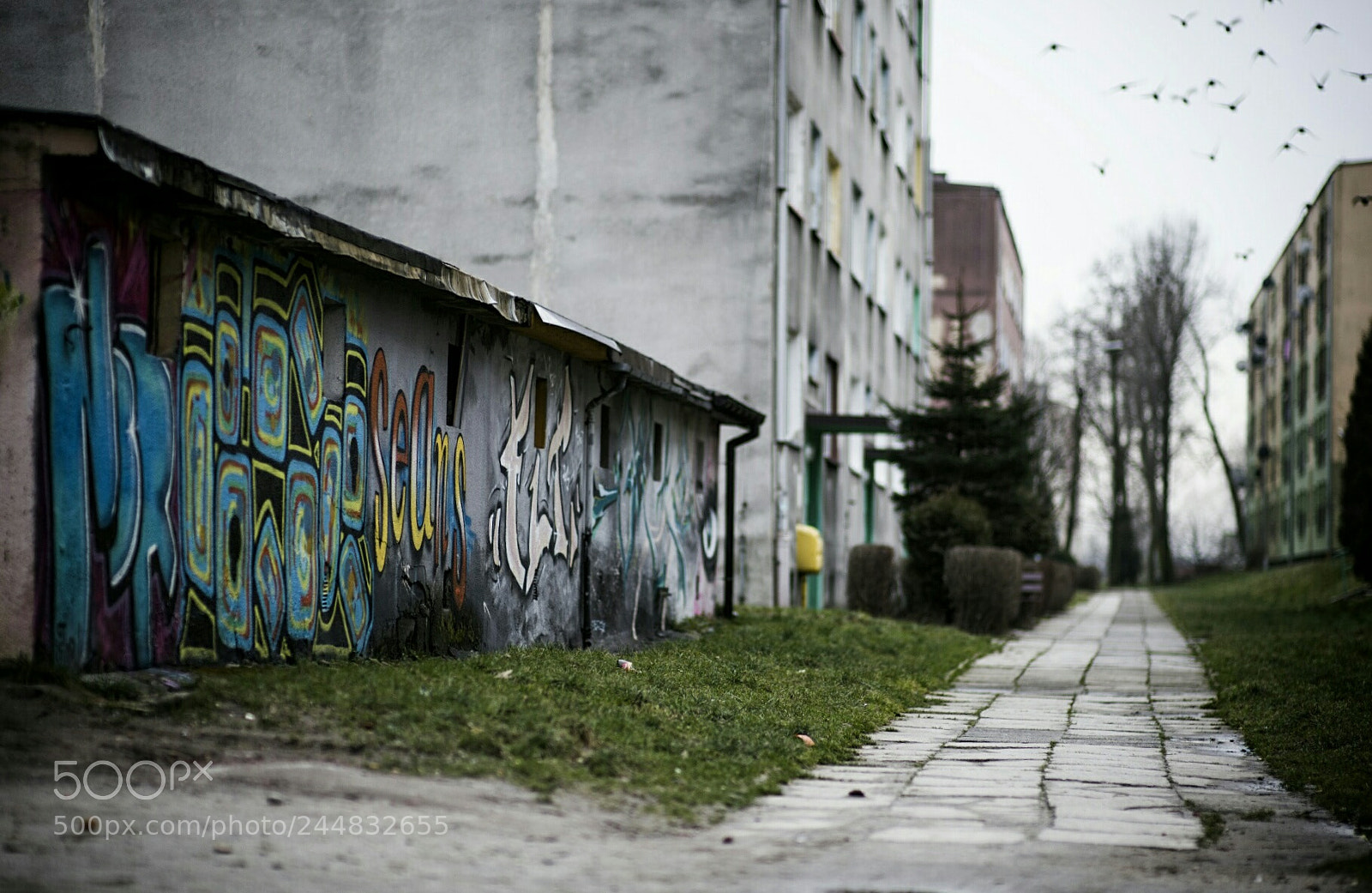 Nikon D5 sample photo. Untitled photography