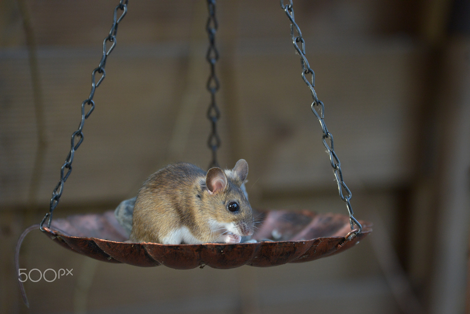 Nikon D800 sample photo. Mouse photography