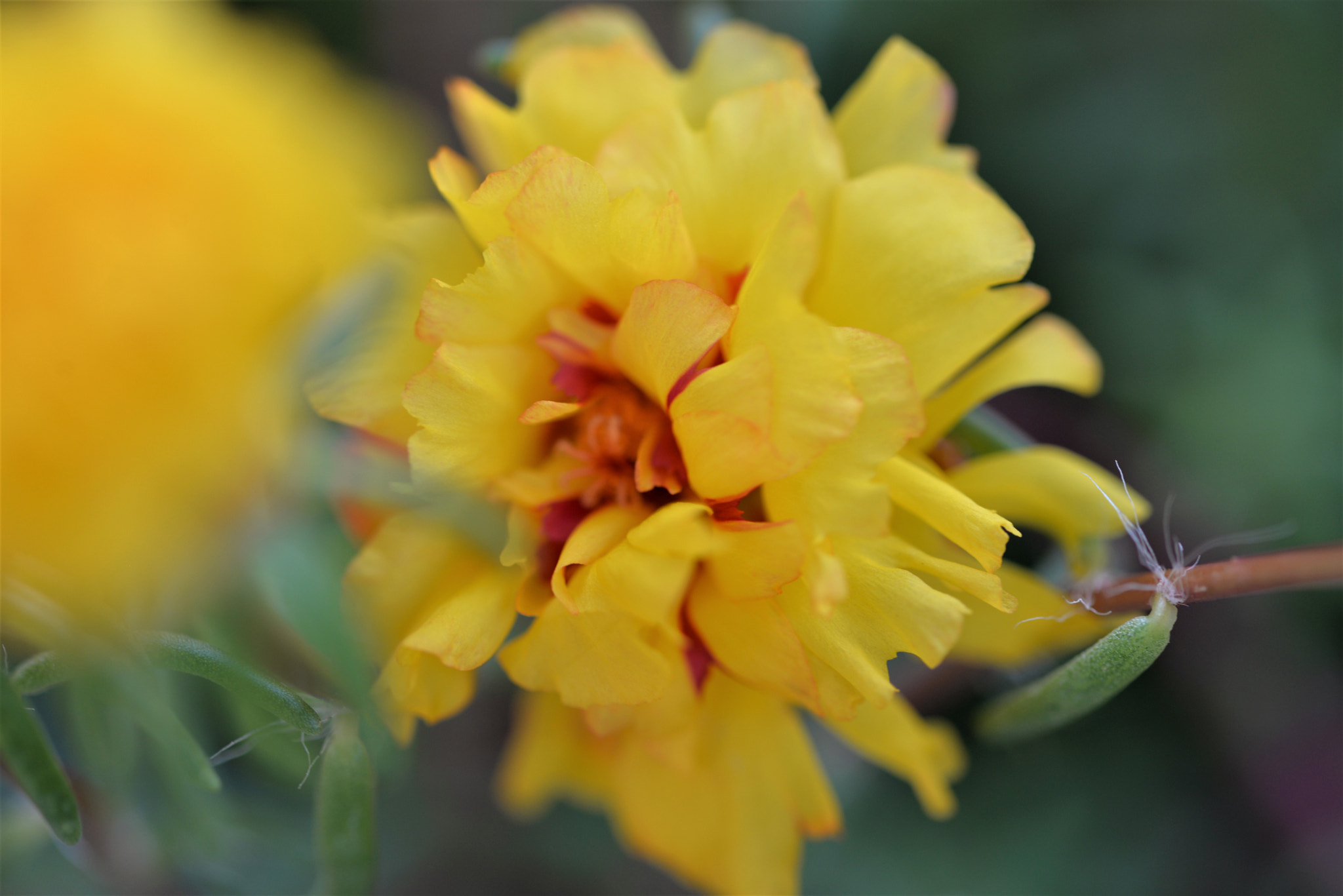 Sigma 105mm F2.8 EX DG OS HSM sample photo