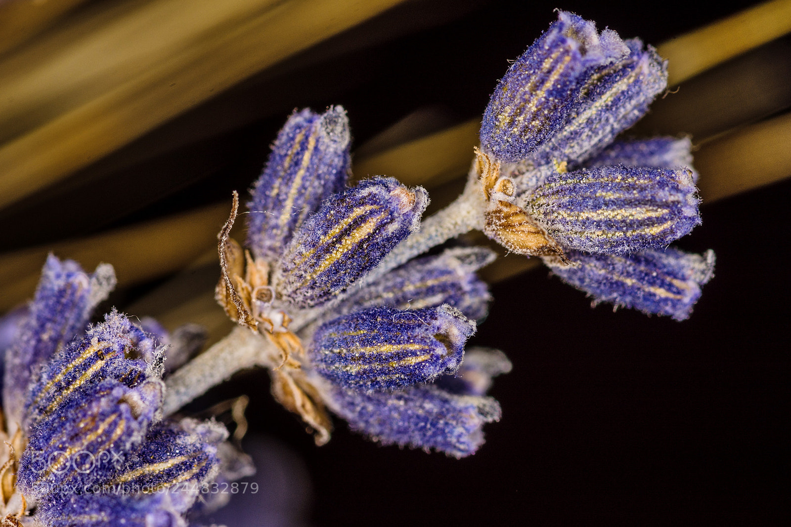 Nikon D7200 sample photo. Purple dreams i photography