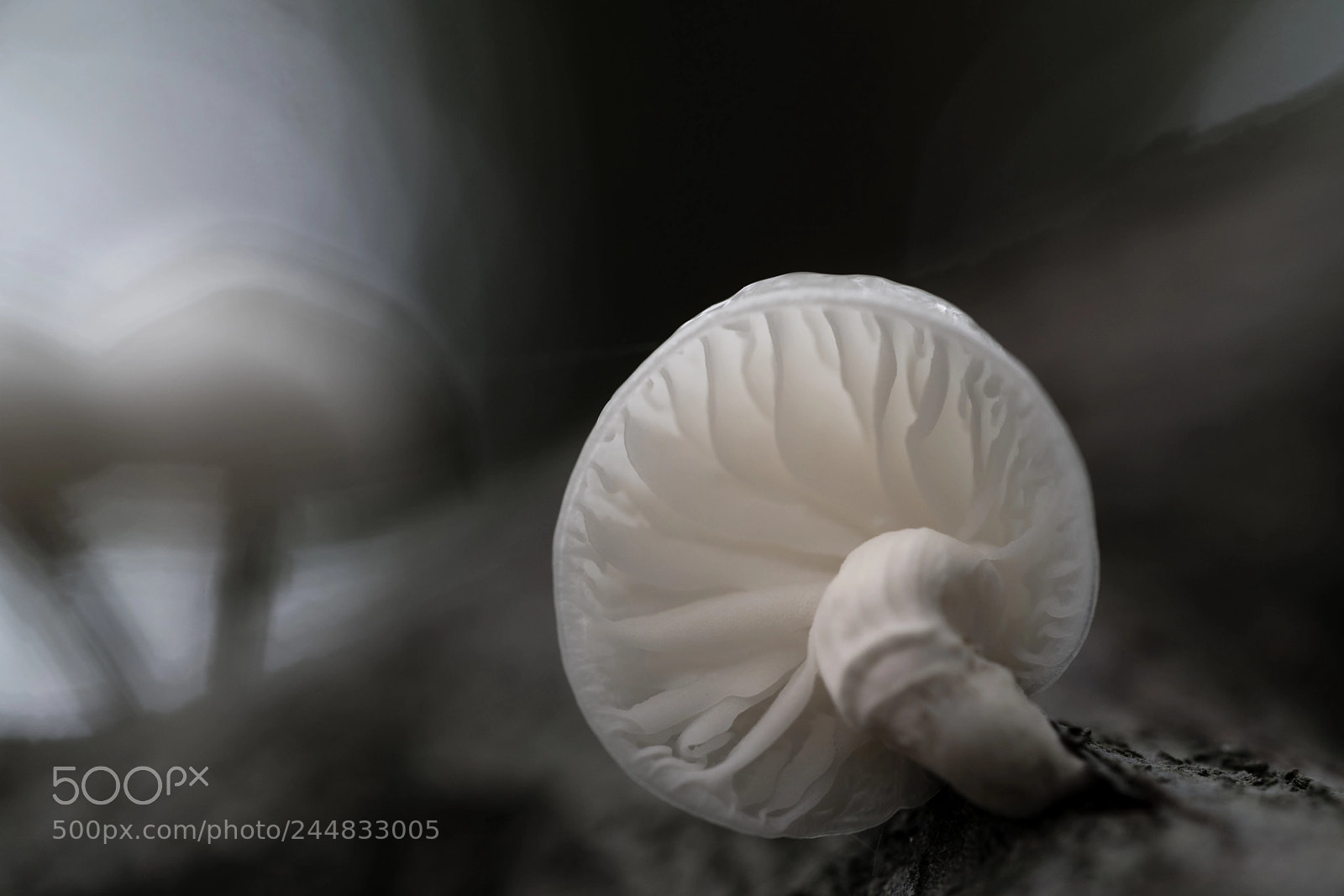 Sony a7R II sample photo. Porcelain fungus photography