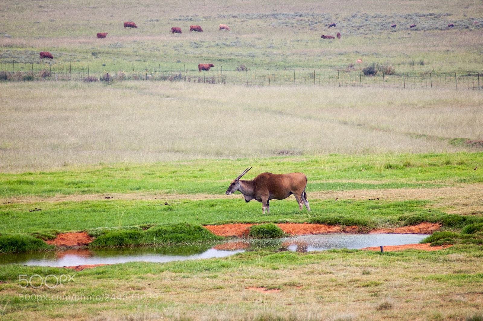 Nikon D40 sample photo. An eland antelope standing photography