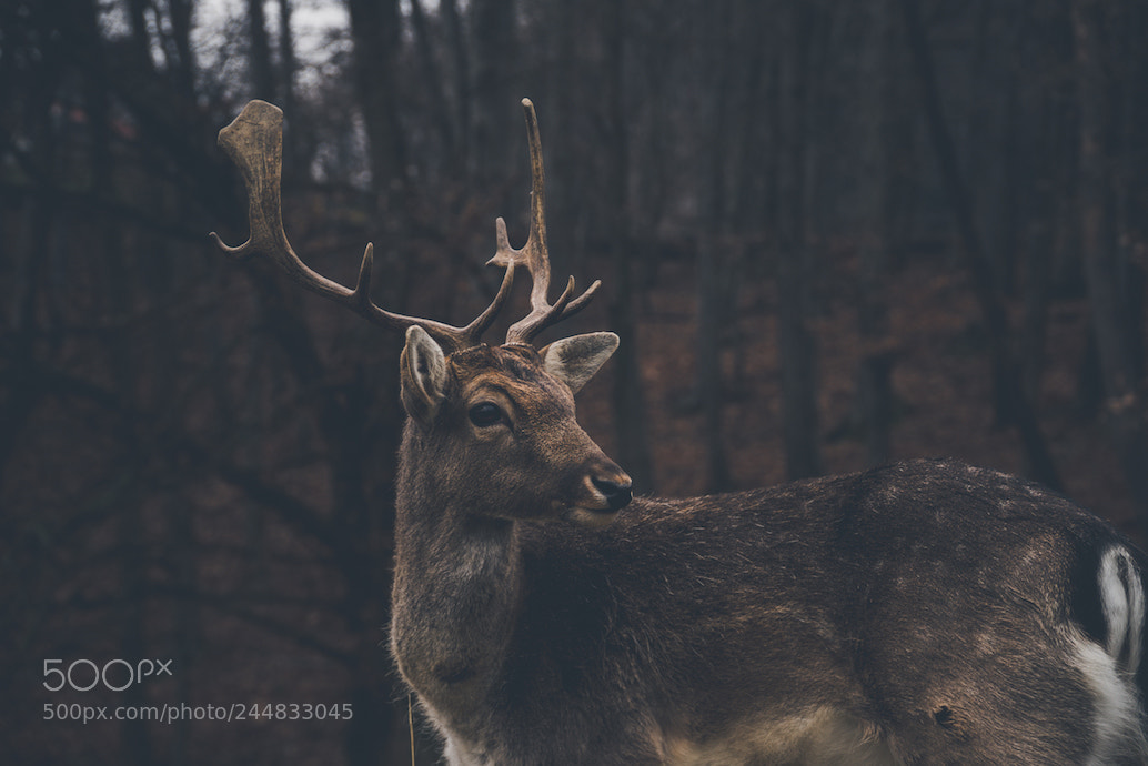 Sony a7R II sample photo. Deer photography