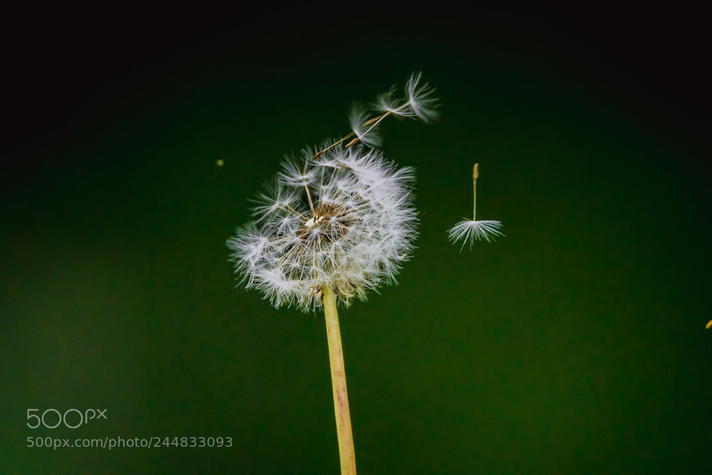 Sony a7R II sample photo. Dandelion photography