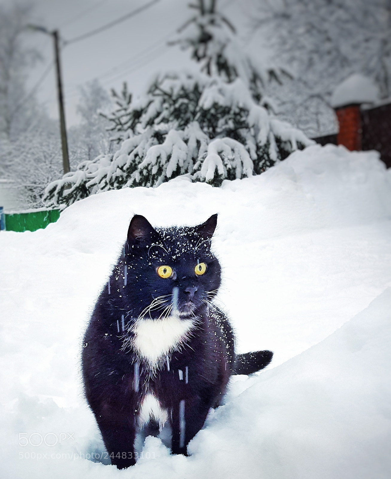 Samsung Galaxy S8+ sample photo. Snow cat photography