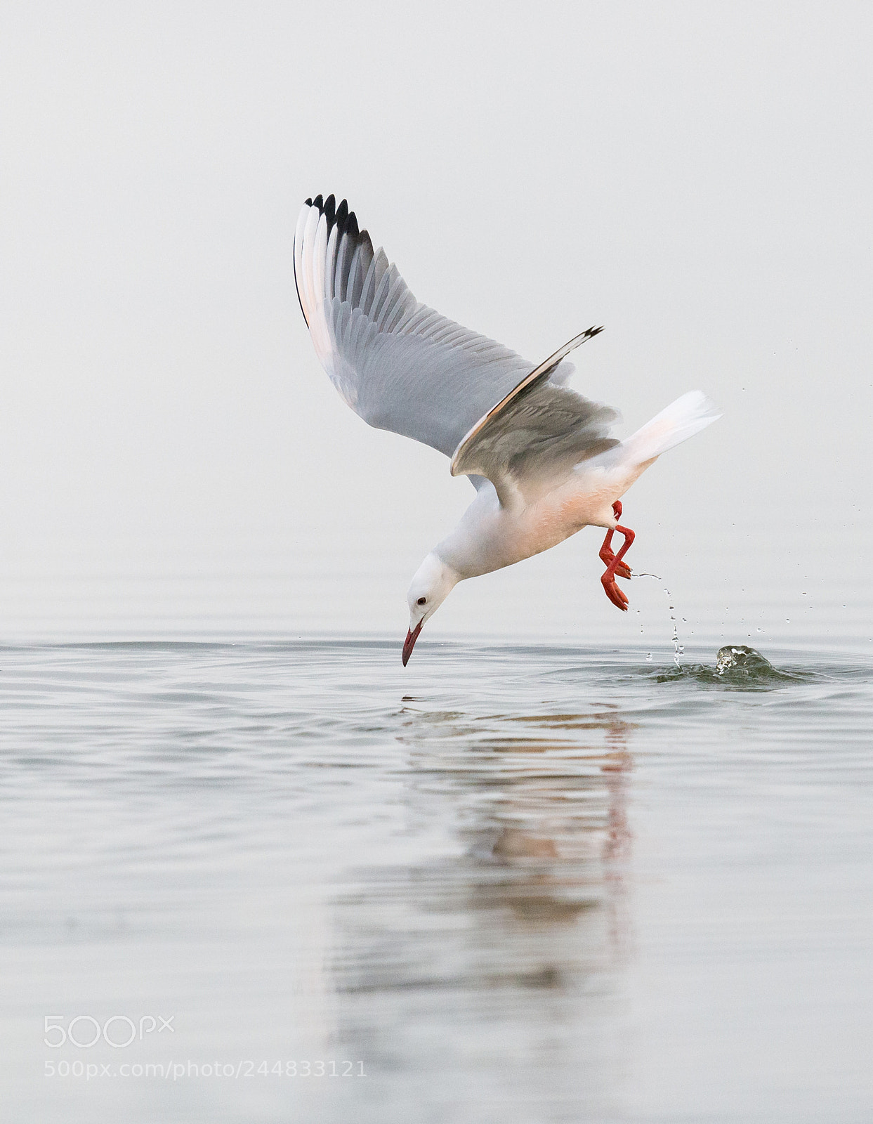 Nikon D610 sample photo. Gaviota picofina photography