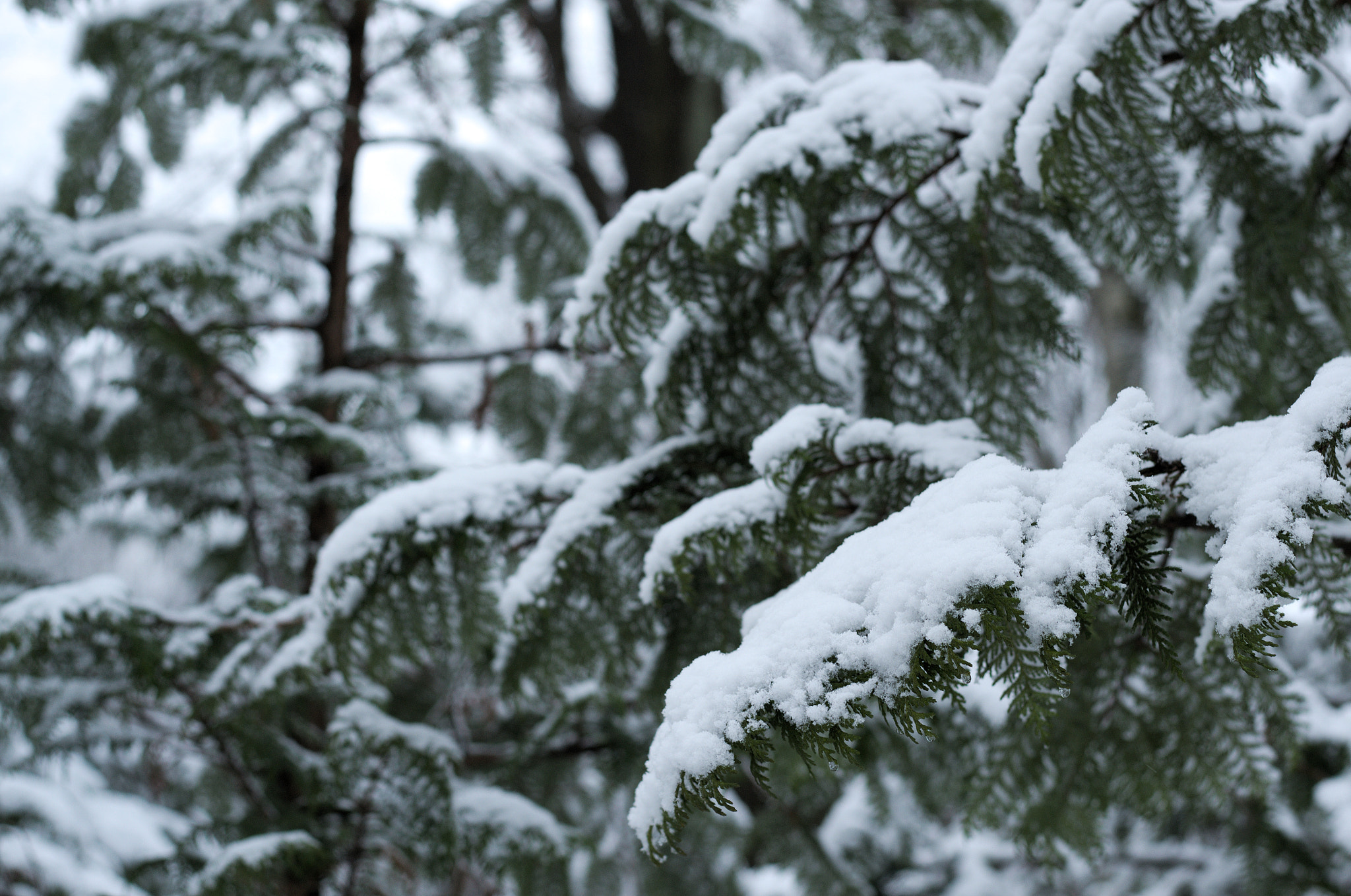 Nikon D3100 + Nikon AF-S Nikkor 50mm F1.8G sample photo. Winter photography