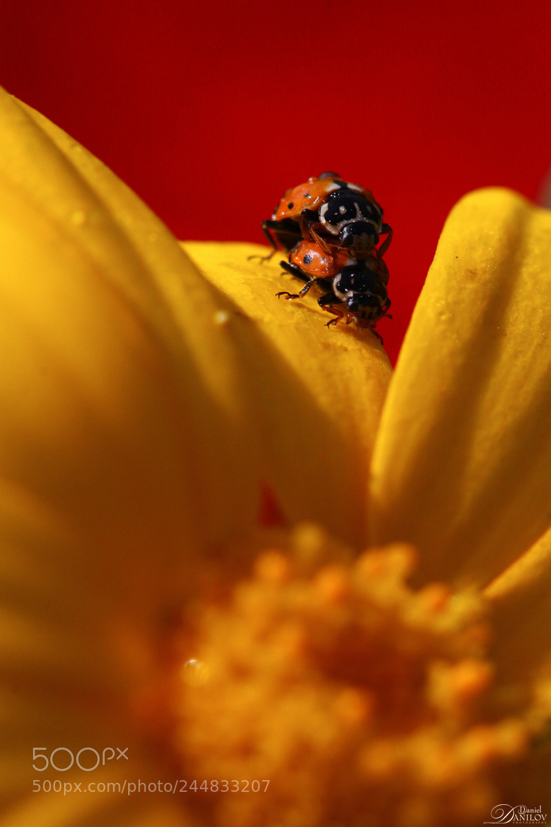 Canon EOS 50D sample photo. Love journey photography
