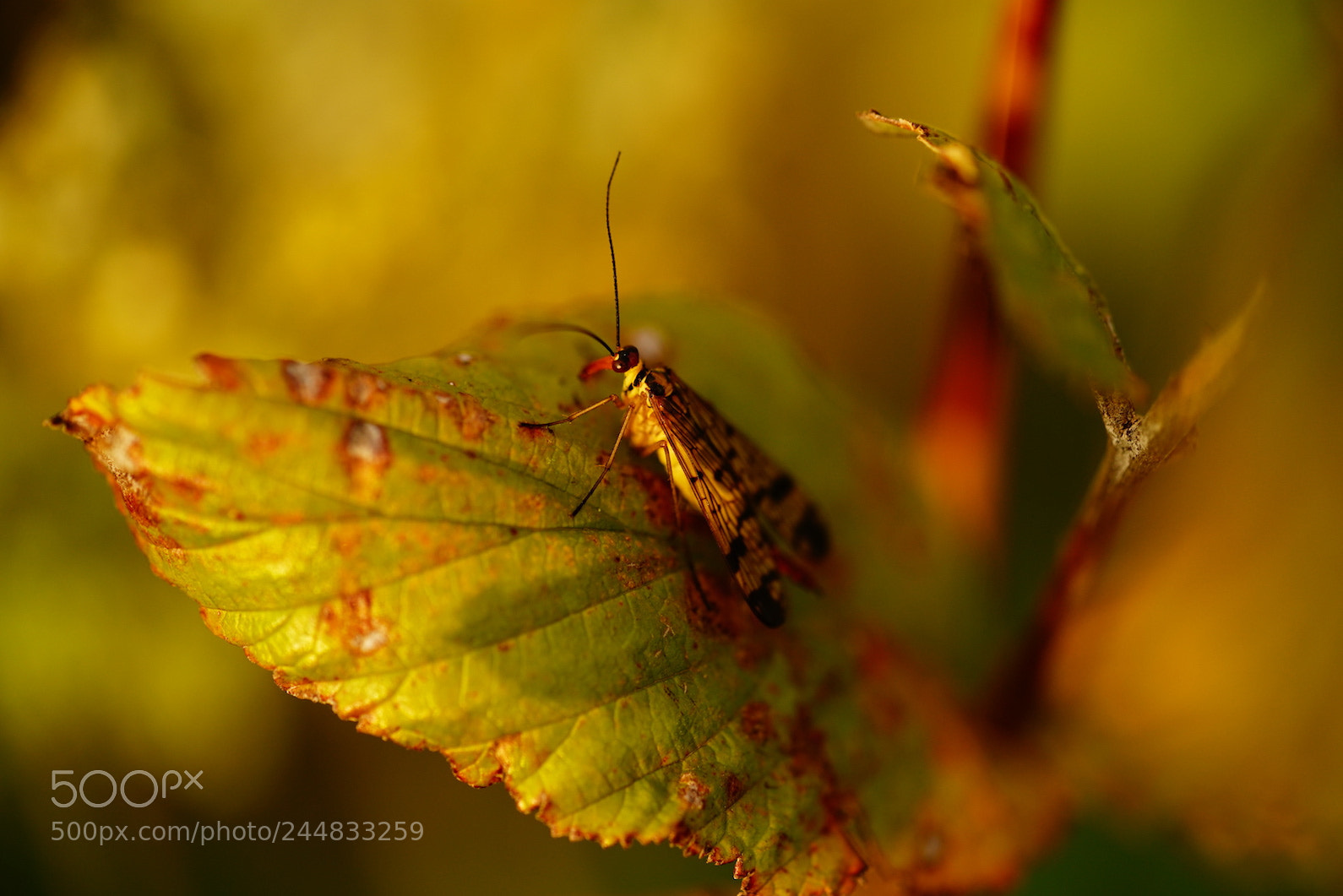 Sony a7R II sample photo. Fly photography