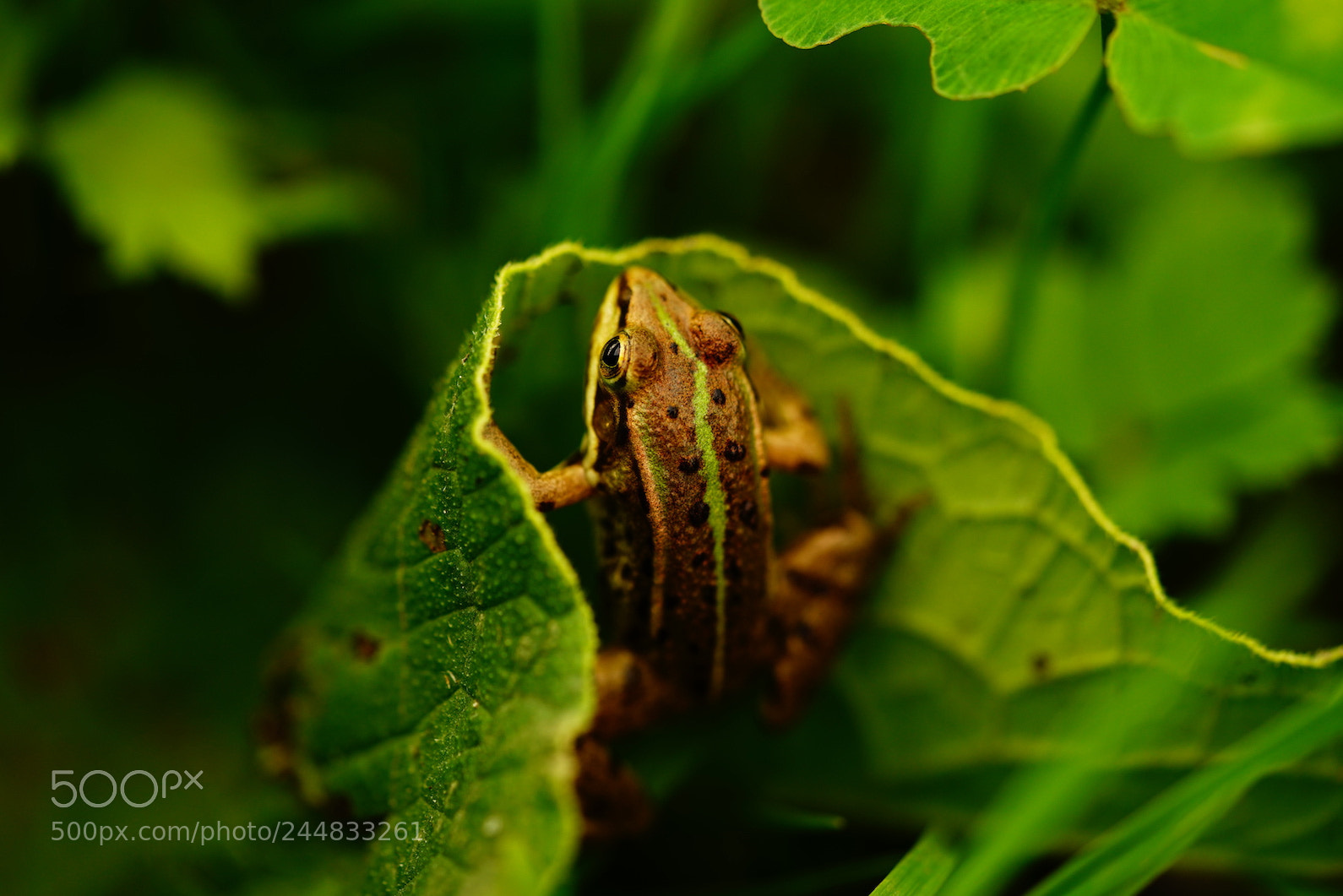Sony a7R II sample photo. Frog photography