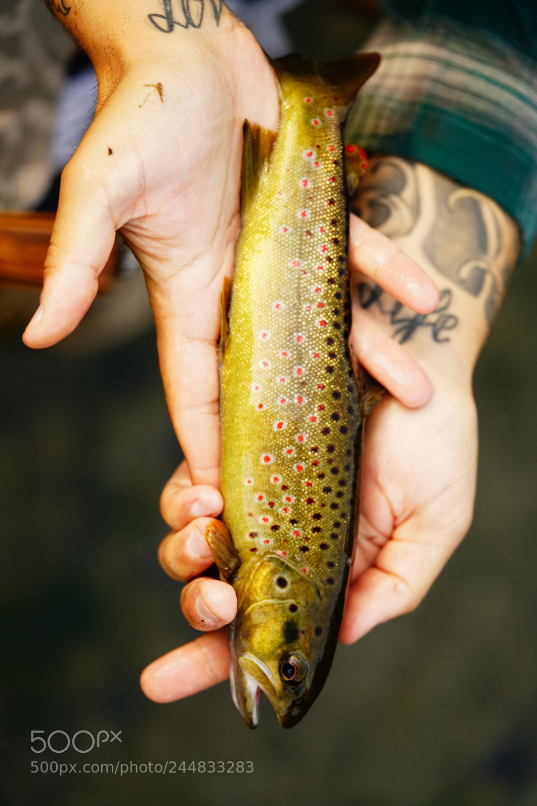 Sony a7R II sample photo. Brown trout photography