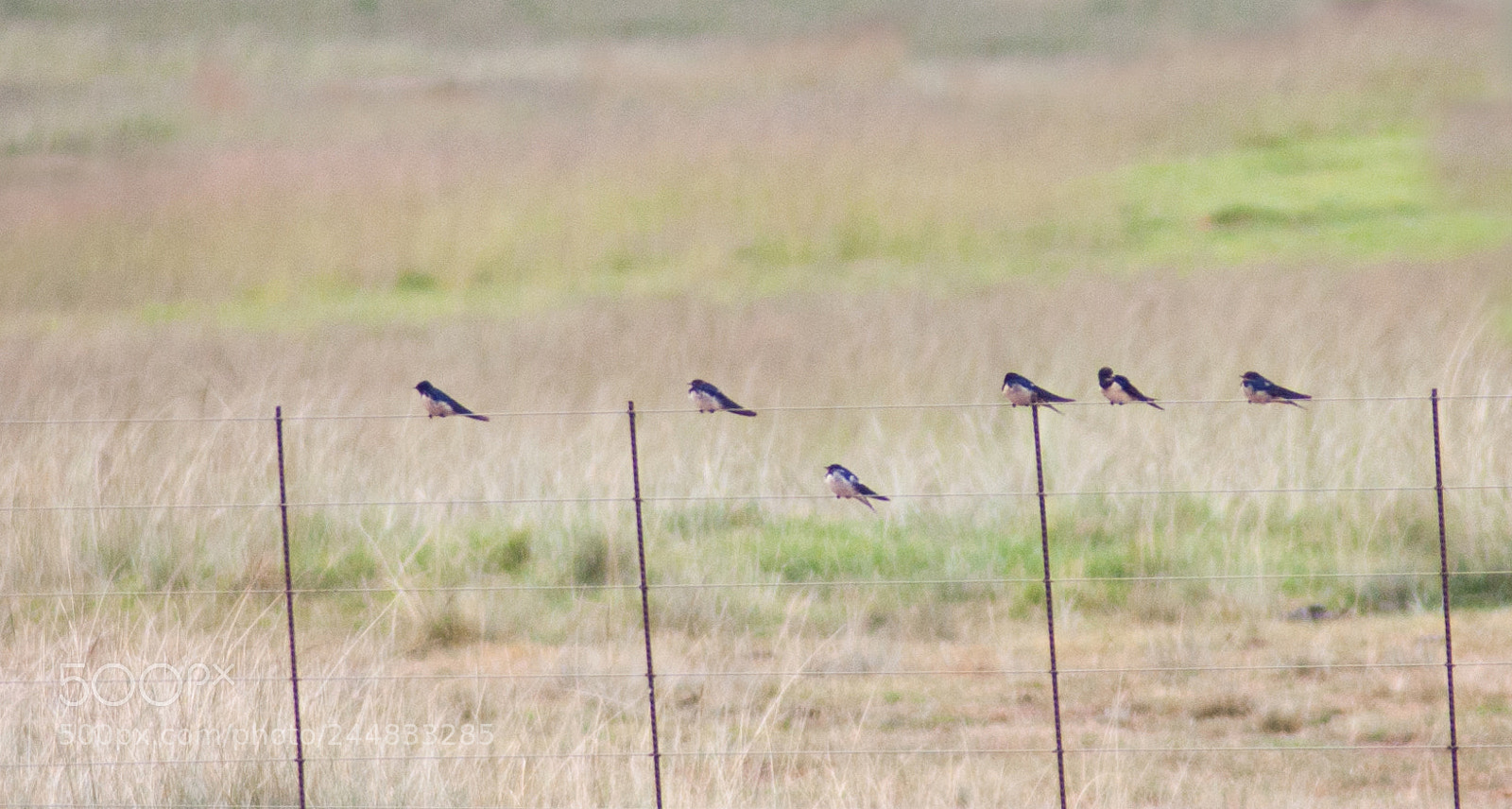 Nikon D40 sample photo. A group of birds photography