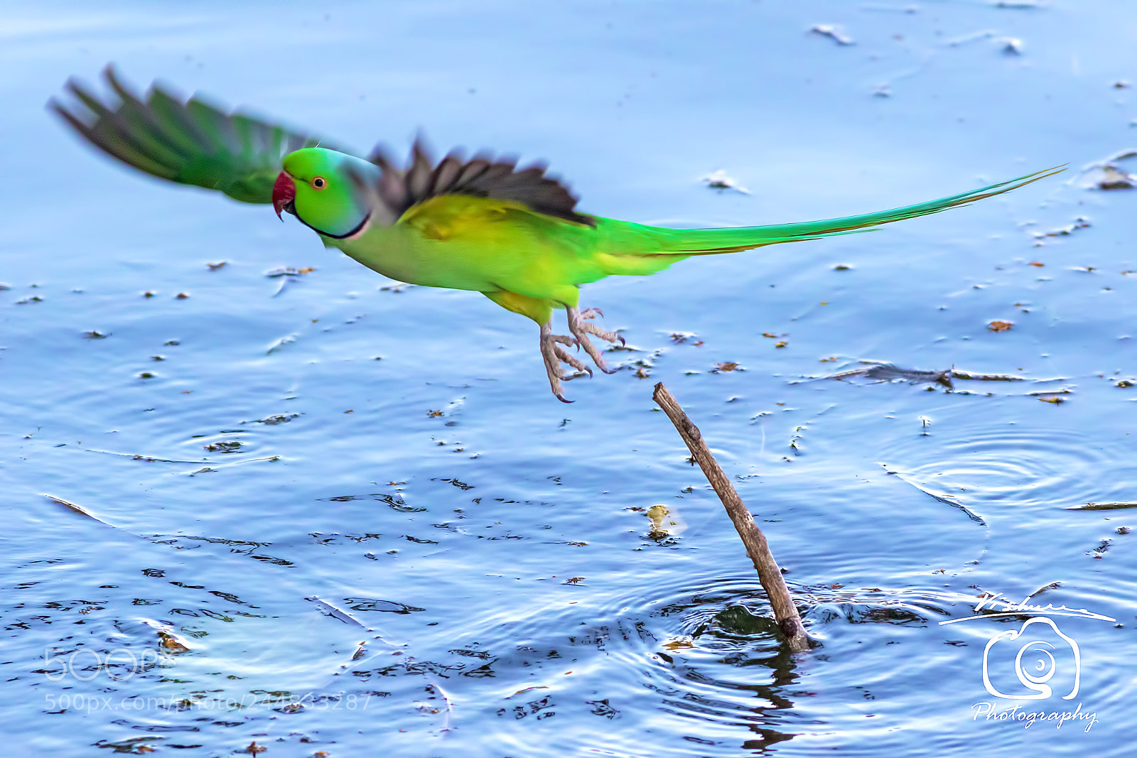 Canon EOS 7D Mark II sample photo. Rose ringed parakeet photography