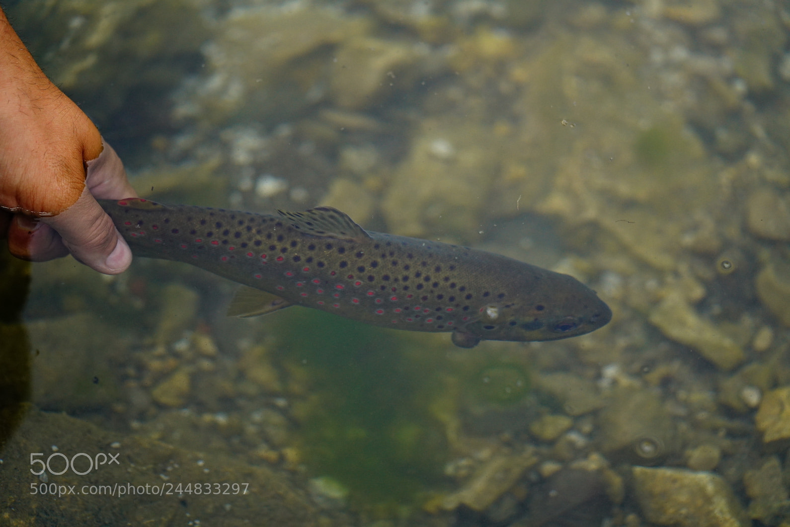 Sony a7R II sample photo. Brown trout photography