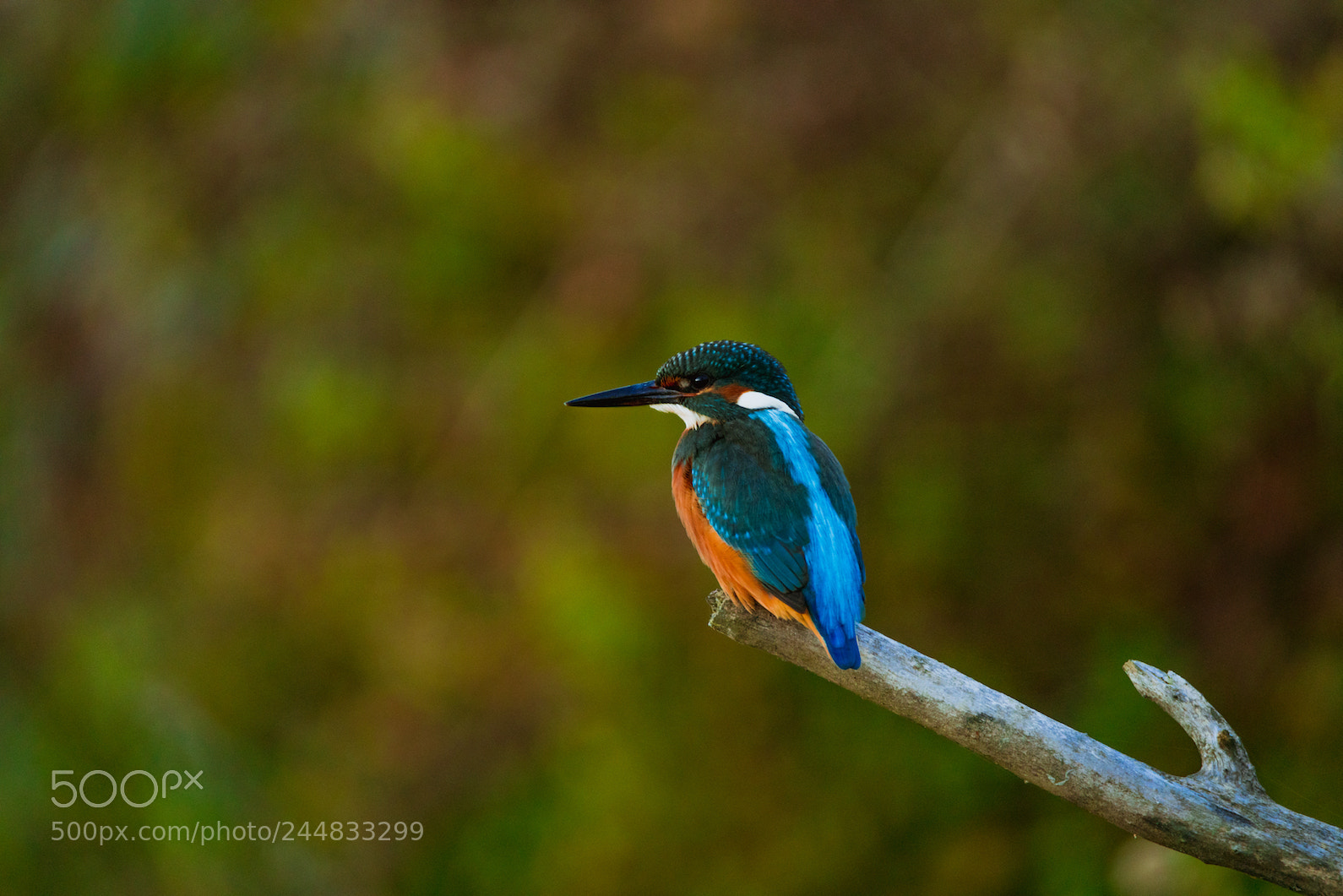 Sony a7R II sample photo. King fisher photography