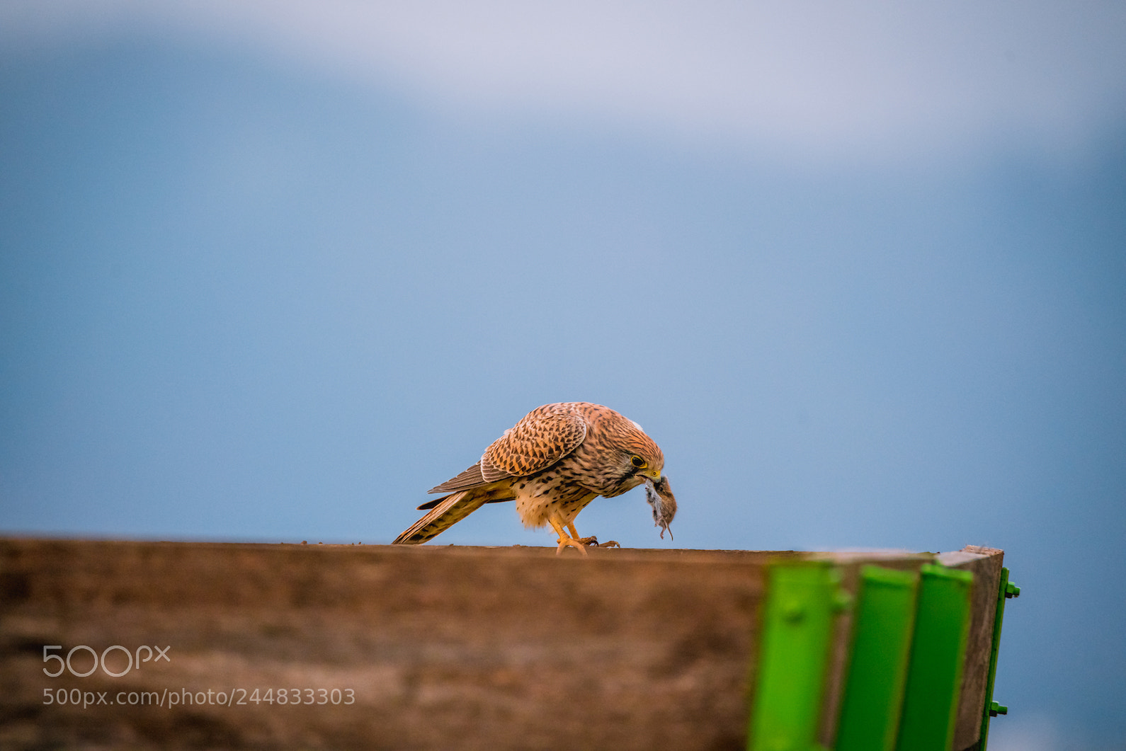 Sony a7R II sample photo. Kestrel hunting photography