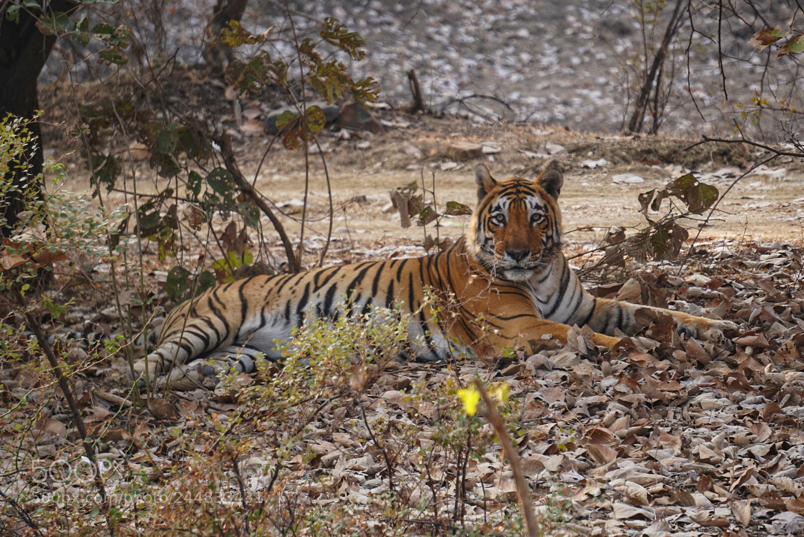 Sony a6300 sample photo. Tiger tiger ! photography