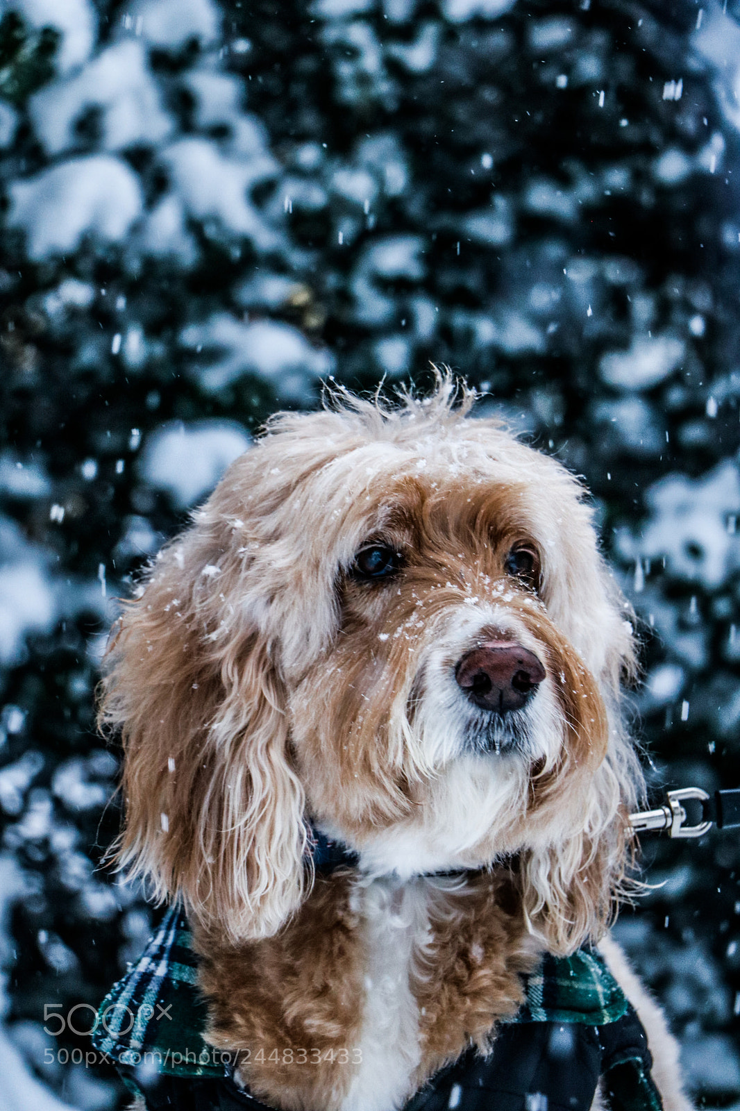 Canon EOS 750D (EOS Rebel T6i / EOS Kiss X8i) sample photo. Milliesnow photography