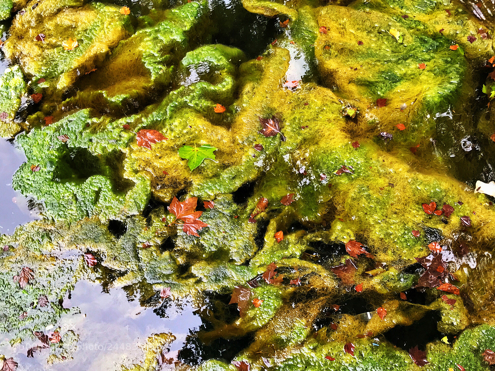 Apple iPhone 7 Plus sample photo. Algae photography