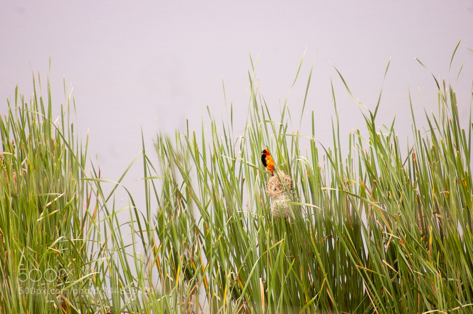 Nikon D40 sample photo. A colorful bird near photography