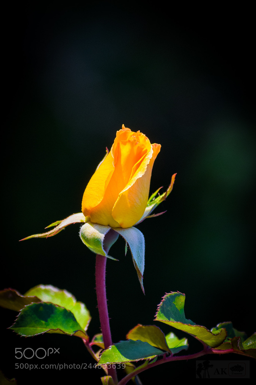 Nikon D7200 sample photo. For you photography