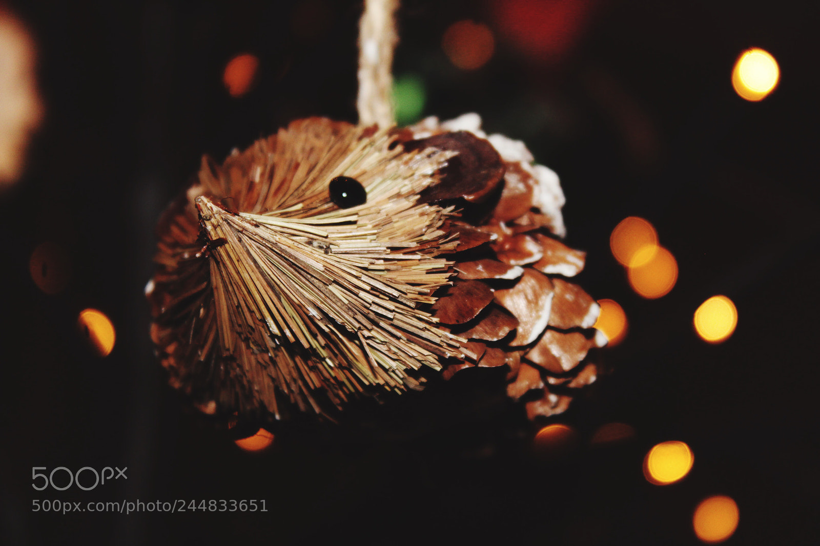 Canon EOS 1300D (EOS Rebel T6 / EOS Kiss X80) sample photo. Hedgehog photography