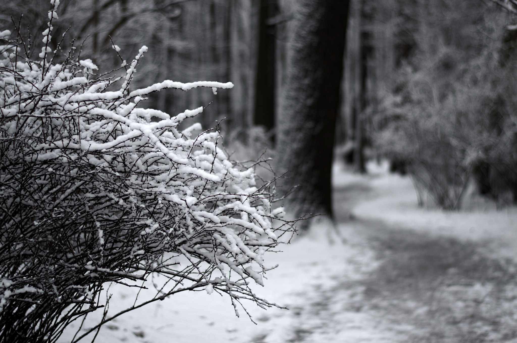 Nikon D3100 + Nikon AF-S Nikkor 50mm F1.8G sample photo. Winter walks photography