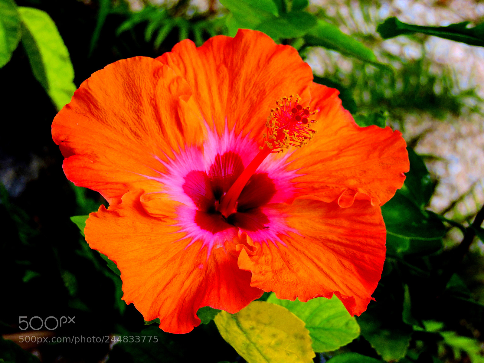 Nikon Coolpix P530 sample photo. Hibiscus bloom photography