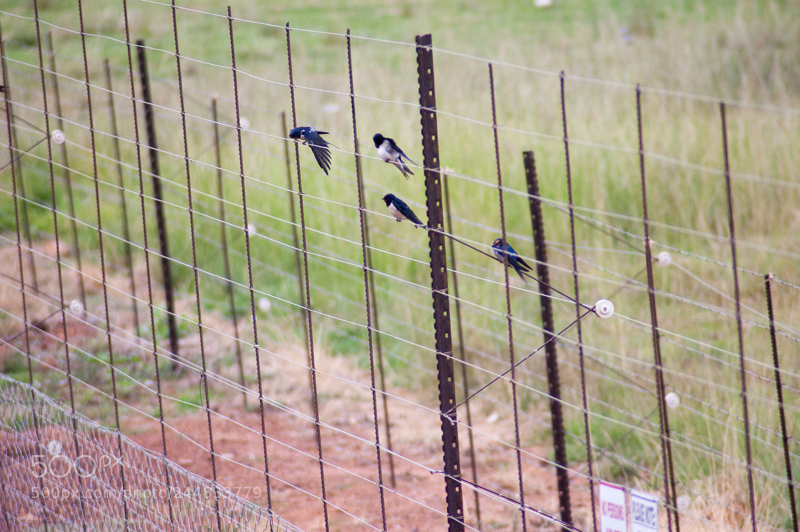 Nikon D40 sample photo. A group of birds photography