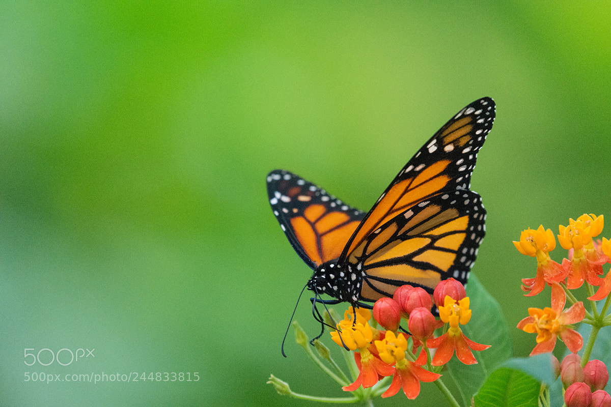 Nikon D7200 sample photo. Tiger harmonia photography