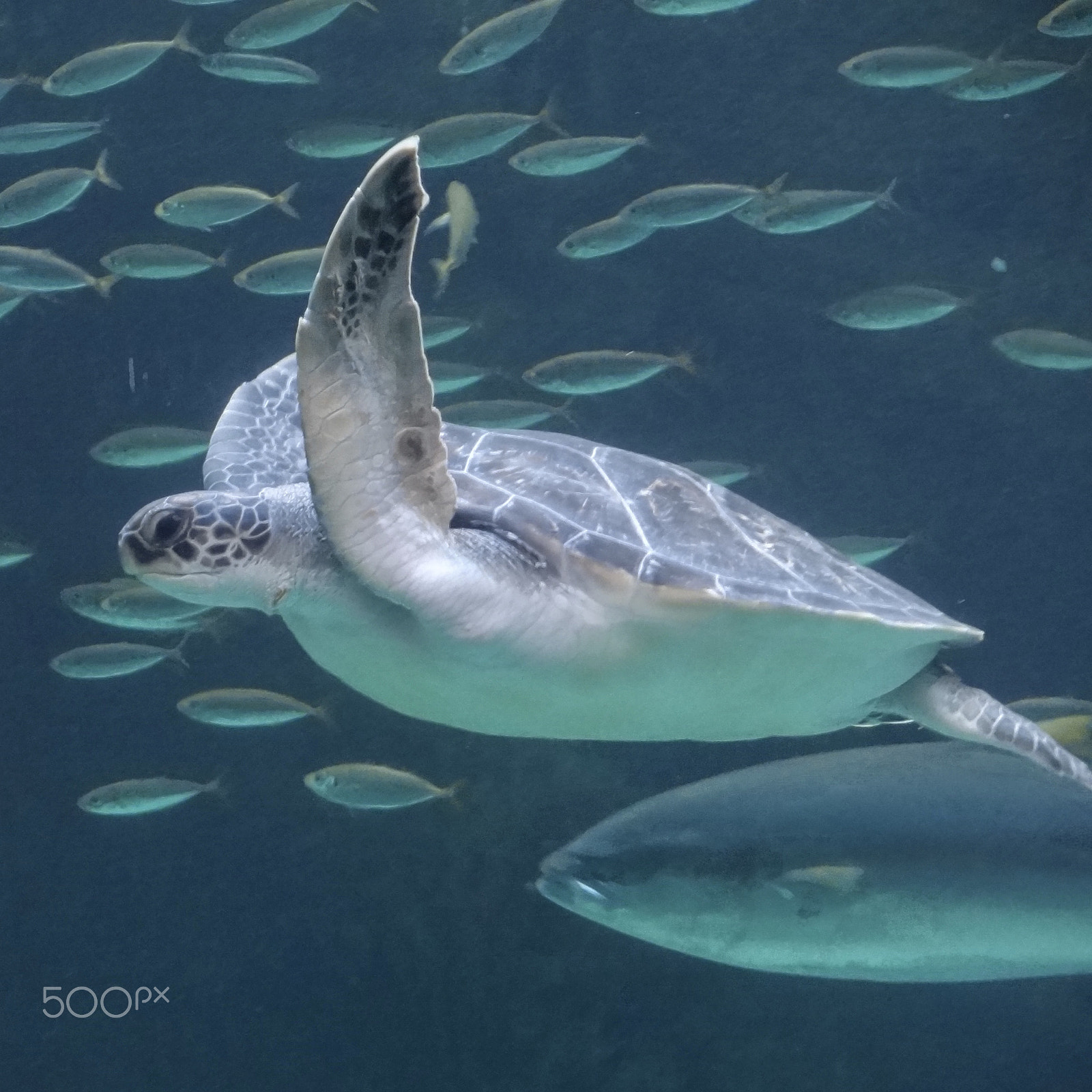 Sony Cyber-shot DSC-HX7V sample photo. Seaturtle on his way photography