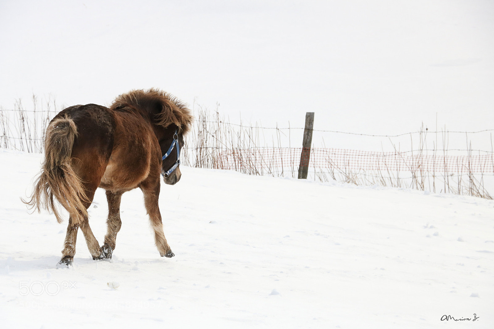 Canon EOS 750D (EOS Rebel T6i / EOS Kiss X8i) sample photo. My little pony ! photography