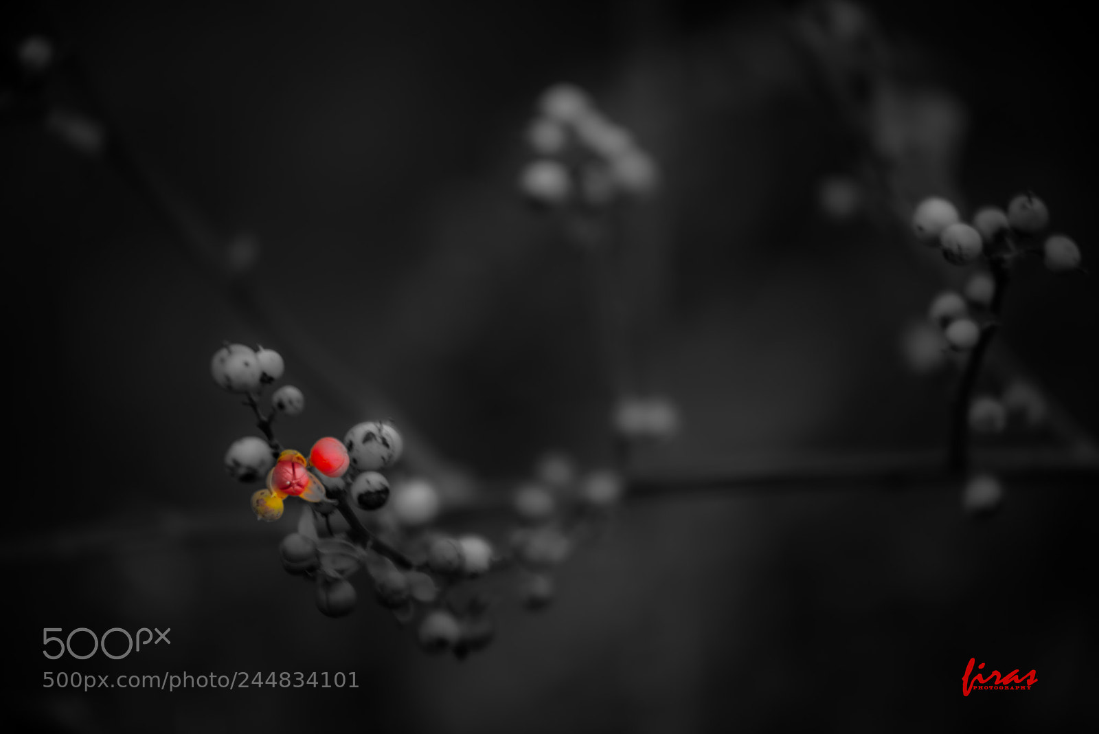 Nikon D610 sample photo. F photography