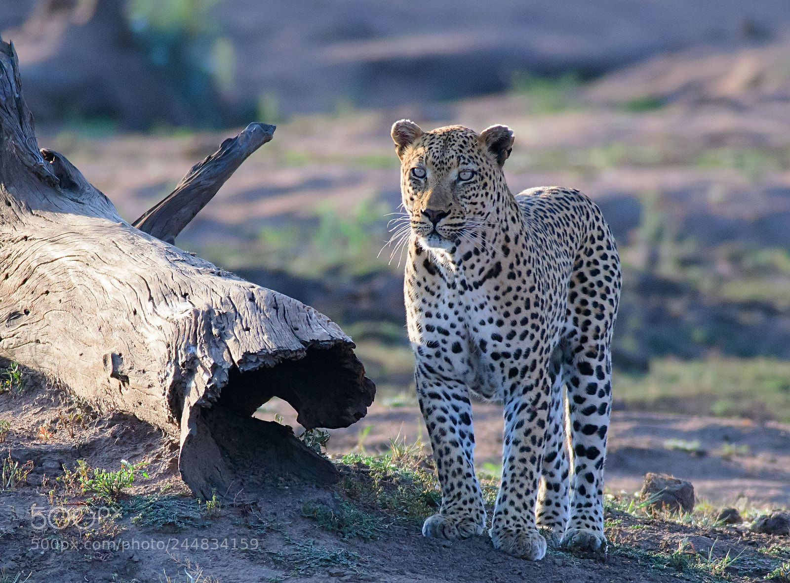 Nikon D500 sample photo. Leopard male photography
