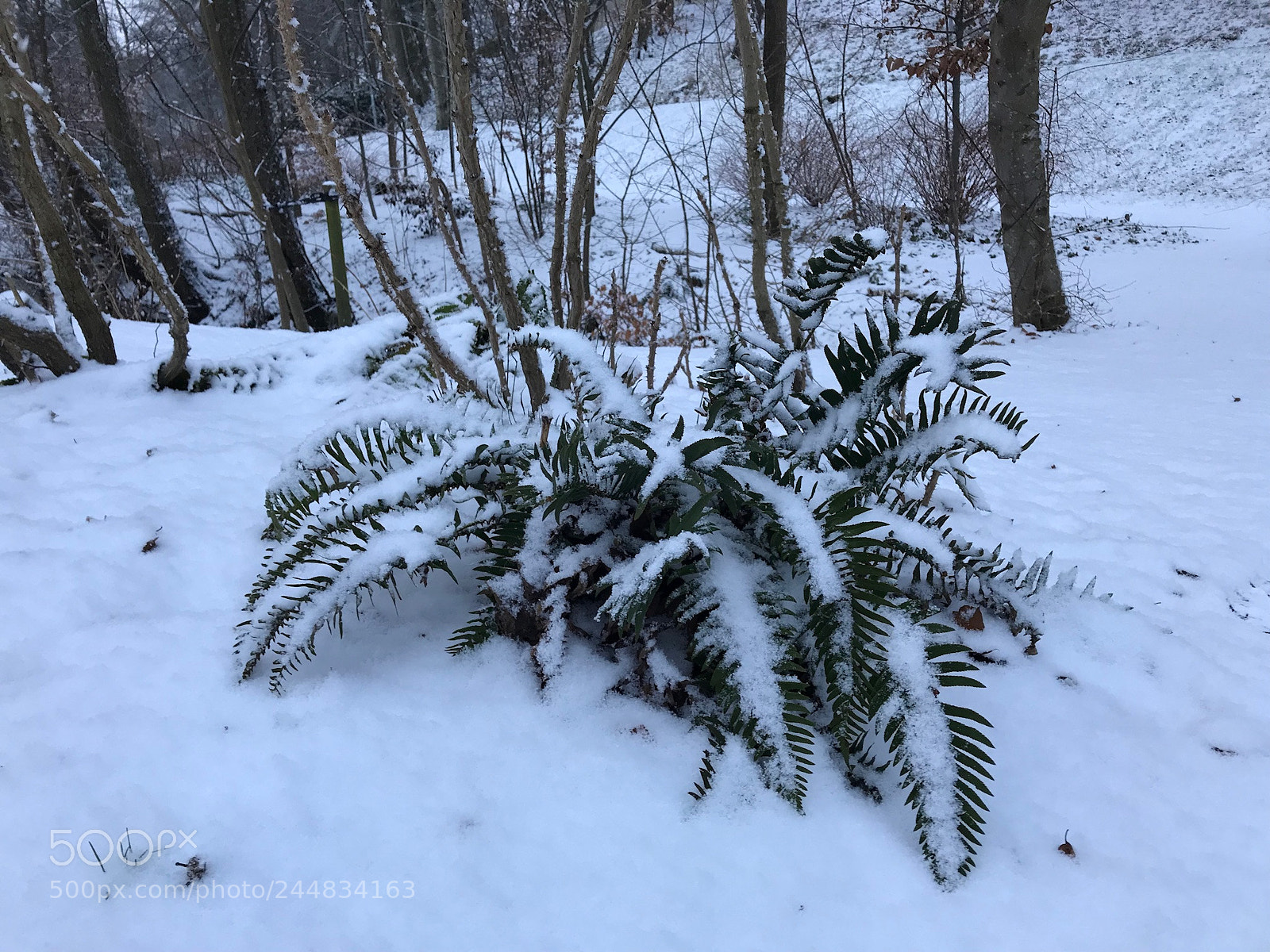 Apple iPhone 7 sample photo. Winter photography