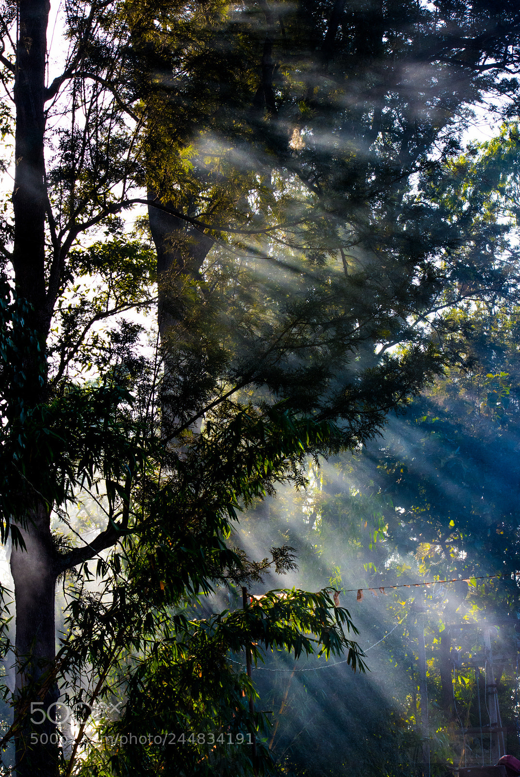 Nikon D7200 sample photo. The morning fog photography