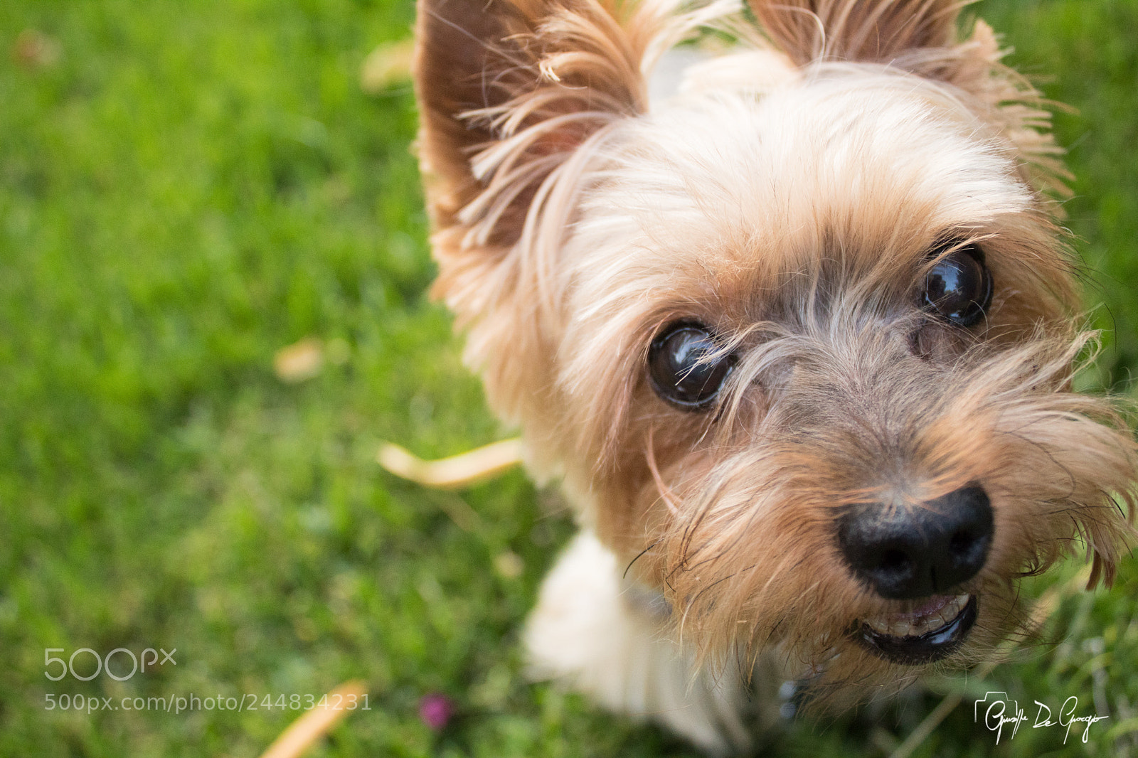 Canon EOS 1300D (EOS Rebel T6 / EOS Kiss X80) sample photo. Eye close-up photography
