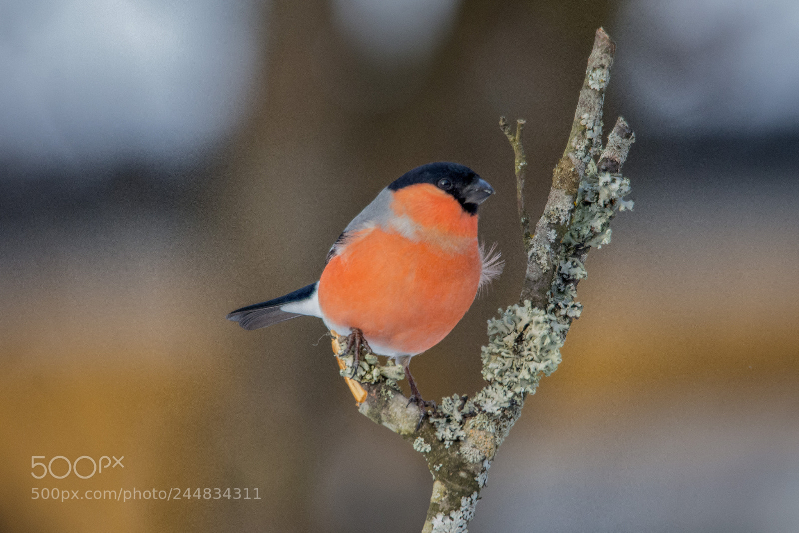 Nikon D7200 sample photo. Cold and delicious winter photography